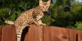 Дорогие питомцы - кошки порода саванна