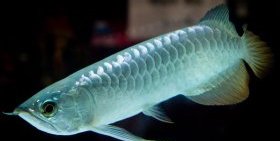 Платиновая арована - одна из самых дорогих аквариумных рыб