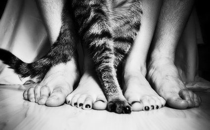 Болезни кошек, передающиеся