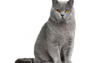 Британский голубой кот