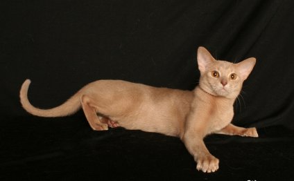 Абиссинская порода кошки