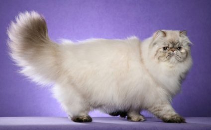 Персидская кошка - пушистая