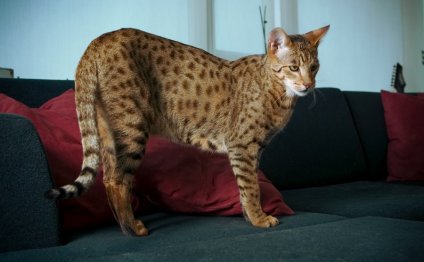 Самая большая кошка саванна