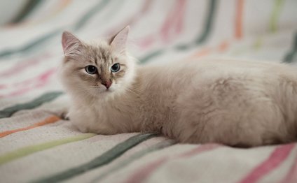 сибирская порода кошек