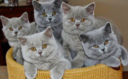 Уход за британцами котятами