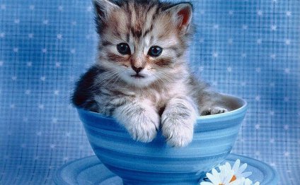 Советы по уходу за котенком. 1