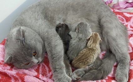 Scottish Fold