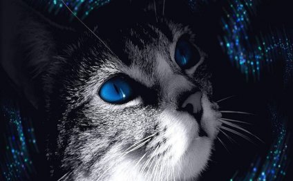 Серая Кошка с Голубыми Глазами