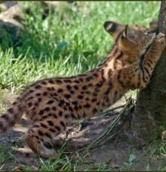 африканский дикий кот сервал. фото