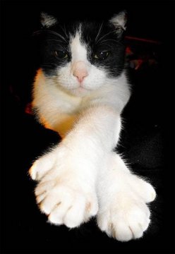 Американская многопалая кошка, фото породы кошек кошки фотография