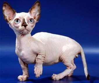 Бамбино (Bambino cat), фото породы кошек картинка