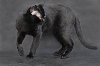 Бомбейская кошка, бомбей, фото породы кошек картинка