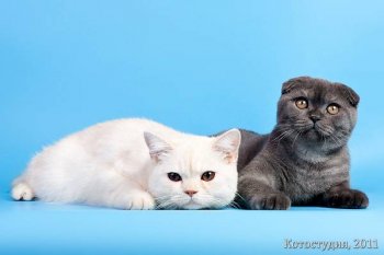 Британская короткошерстная и шотландская вислоухая кошки, фото породы кошек фотография