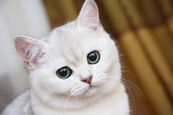 Британская серебристая кошка Daniel SunRay
