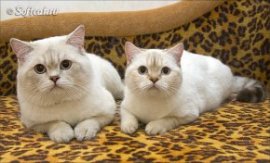Британские кот и кошка одного возраста