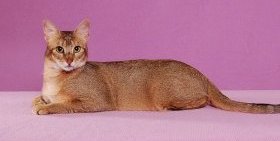 Чаузи - редкая и дорогая порода кошек