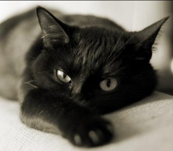 Черные кошки
