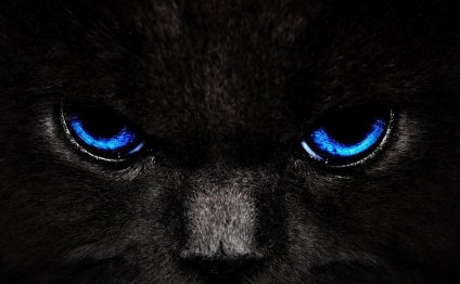 Кошки с Голубыми Глазами