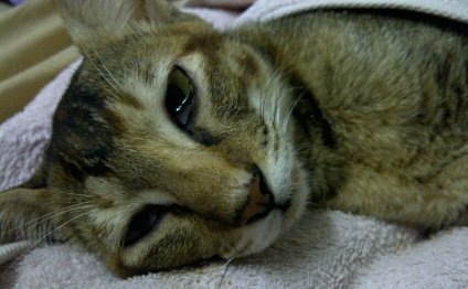Панлейкопения Кошек Лечение