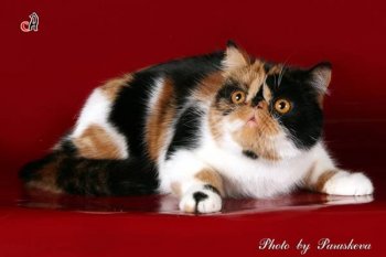 Экзотическая короткошерстная кошка, экзот, фото породы кошек картинка