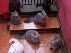 Экзотические короткошерстные кошки. Фото
