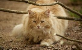 Фото норвежской лесной кошки
