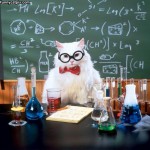 Какая порода кошек самая умная?