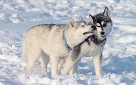 Канадские эскимосские собаки стоят очень дорого