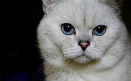 Котята с Голубыми Глазами