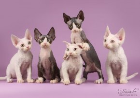 Кошки для аллергиков: какую породу выбрать?