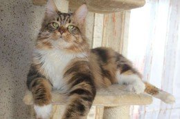 Кот Адам породы мей-кун от питомника NATALY STARS COON