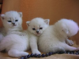 котята от вязки британских кота и кошки