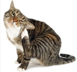 лечение чесотки у кошек