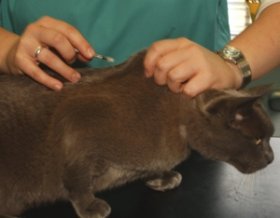 лечение цистита у котов и кошек