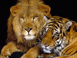 Лев + Тигр = ЛИГР или самая большая кошка в мире животные, лев, лигр, тигон, тигр