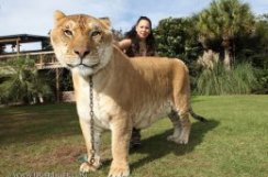 Лев + Тигр = ЛИГР или самая большая кошка в мире животные, лев, лигр, тигон, тигр