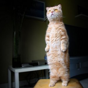 Манчкин - порода кошек с короткими лапами. Фото