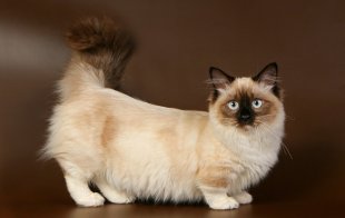 Манчкин - порода кошек с короткими лапами. Фото