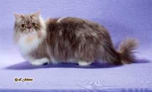Наполеон-экстрим - карликовая кошка, фото породы кошек фотография