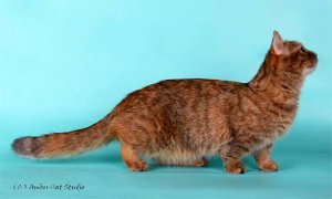 Наполеон - карликовая кошка, фото породы кошек фотография