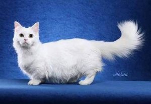 Наполеон - карликовая кошка (Napoleon Cat), породы кошек фотография фото