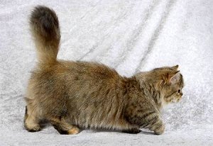Наполеон кошка, фото изображение породы кошек