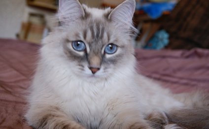 Породы Кошек с Голубыми Глазами