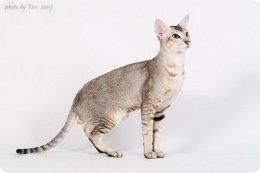 Ориентальная кошка, фото ориентальной кошки