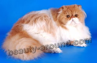 Персидская кошка красивая порода