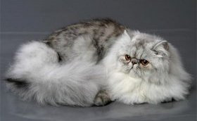 Персидская порода кошек признана самой популярной в мире