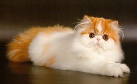 Персидские кошки очень добрые и ласковые