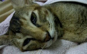 Панлейкопения Кошек Лечение