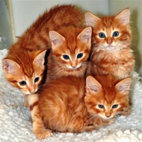 рыжие-котята-симпатичные