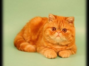 рыжий кот породы Экзот